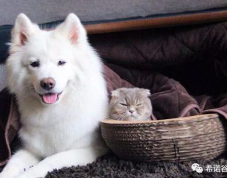 pet_cloning_helps_us_meet_again