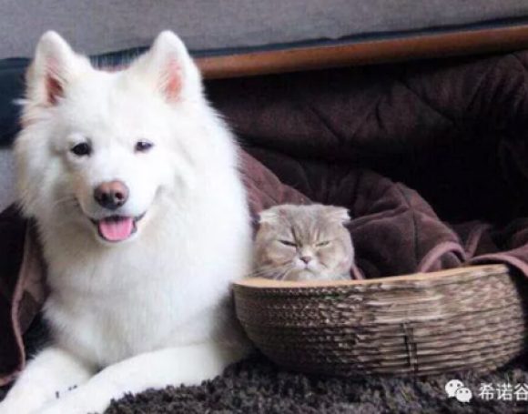 pet_cloning_helps_us_meet_again