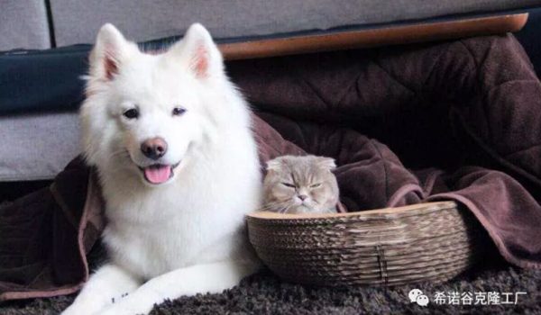 pet_cloning_helps_us_meet_again