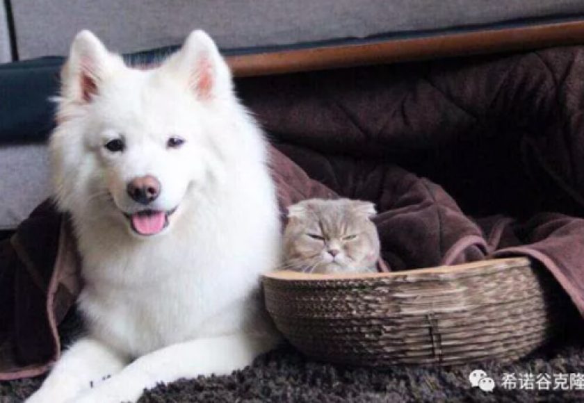 pet_cloning_helps_us_meet_again