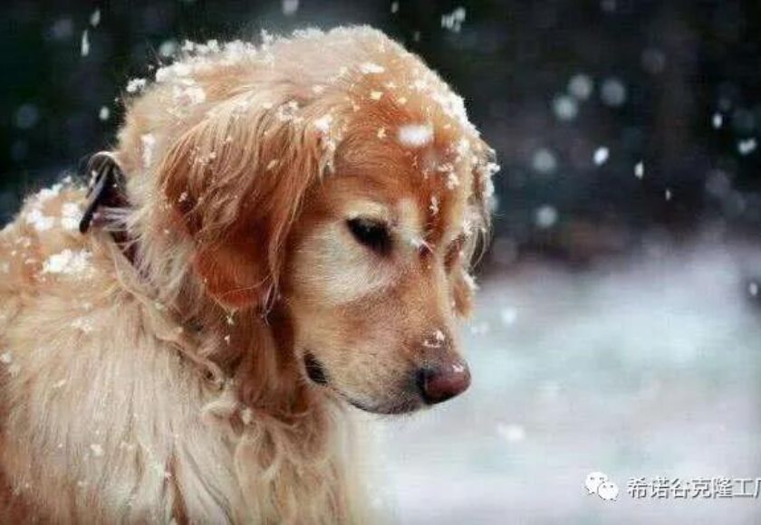 Special_Tissue_Preservation_Pet_Cloning-3