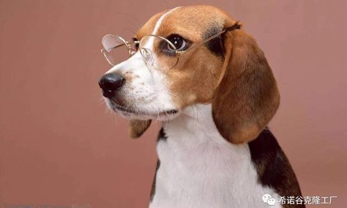 animal-cloning-biotechnology