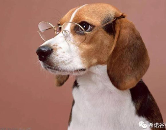 animal-cloning-biotechnology