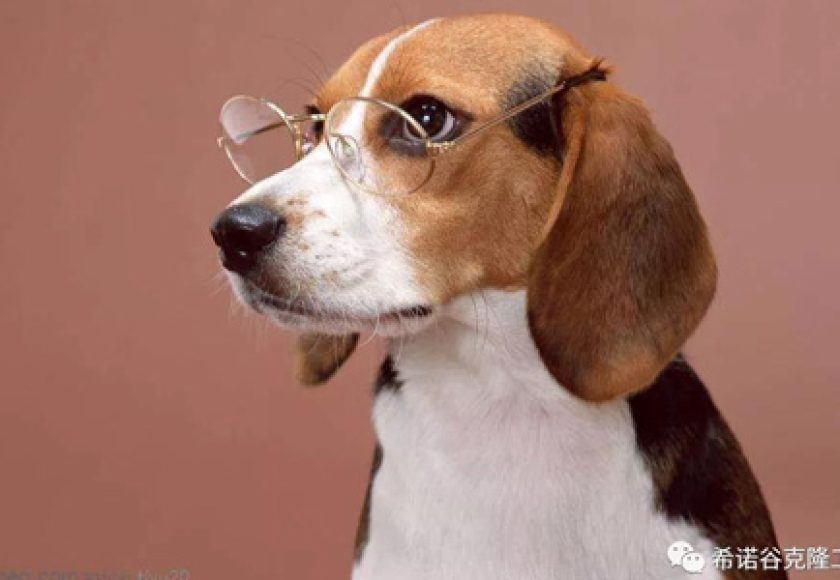 animal-cloning-biotechnology