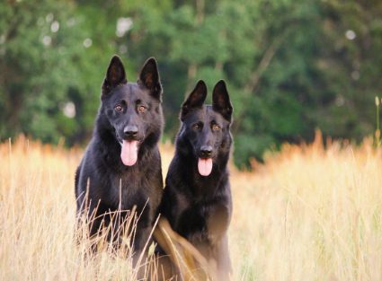 anna-dudkova-6EiHRos6Nz4-unsplash (1) anna-dudkova-6EiHRos6Nz4-unsplash (1)