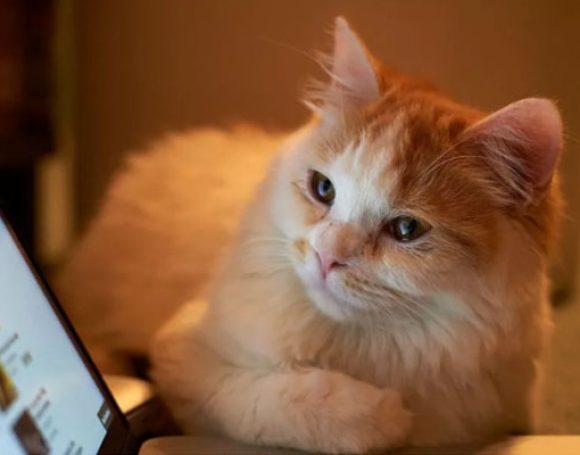 genetically_cloned_animals