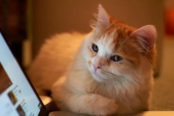 genetically_cloned_animals