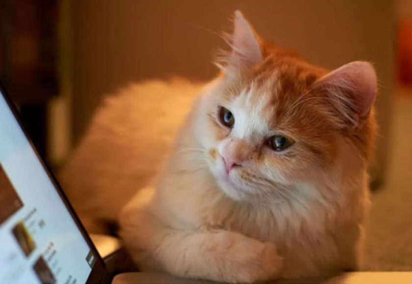 genetically_cloned_animals