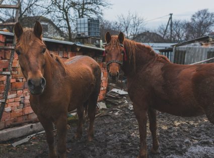 two-horses-farm (1) two-horses-farm (1)